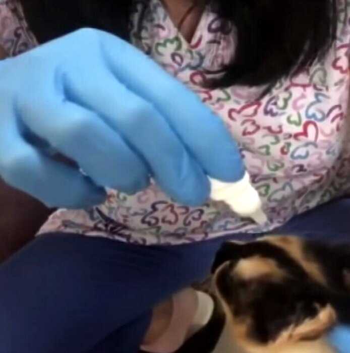 Мама-кошка принесла котенка в больницу, чтобы сотрудники оказали ему помощь