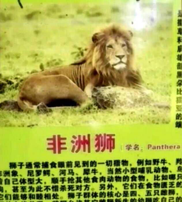 В китайском зоопарке подменили льва собакой