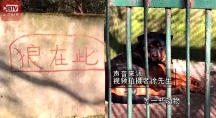 В китайском зоопарке подменили льва собакой