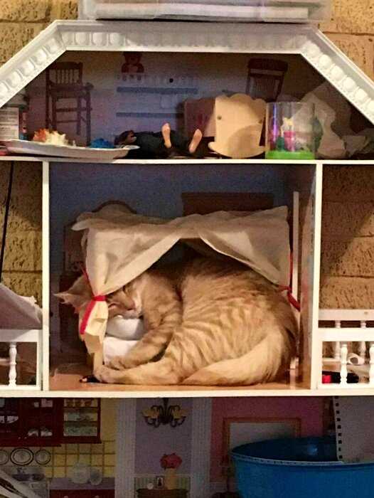 16 забавных примеров кошачьих кроватей, которые заставляют поражаться логике котов