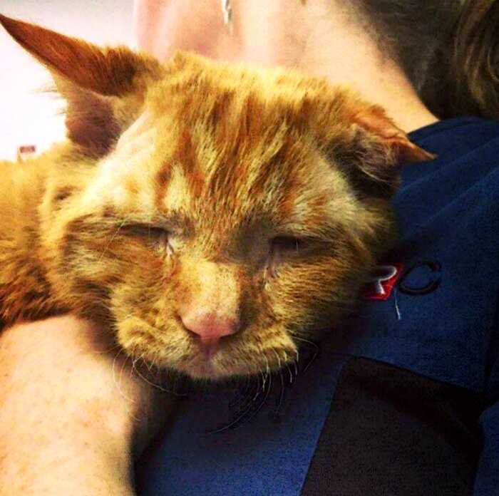 Изменения на лицо: как преобразился самый грустный кот в приюте после того, как обрел новый дом