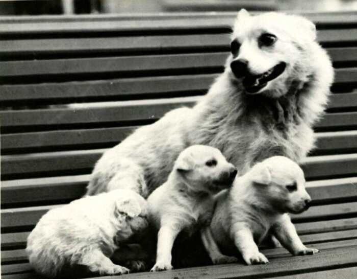 1958-1968. Собачья жизнь. Спасибо Вам, наши герои