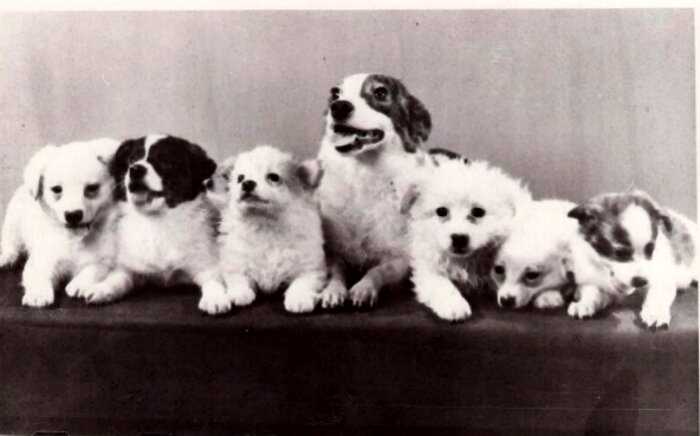 1958-1968. Собачья жизнь. Спасибо Вам, наши герои