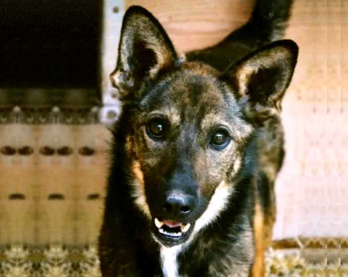 В московском приюте нашли собаку, забытую всеми 6 лет назад. Какая она сейчас