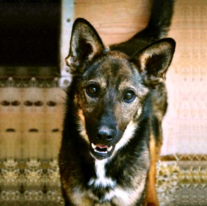 В московском приюте нашли собаку, забытую всеми 6 лет назад. Какая она сейчас