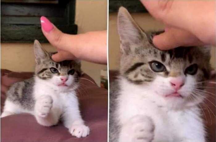 15 маленьких котят, которые оказались такими крошечными, что это кажется чем-то противозаконным