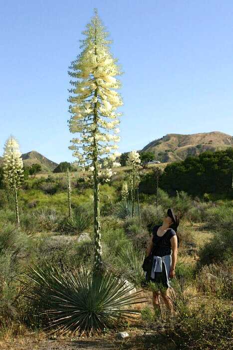 17 растений, которые в дикой среде не только гиганты, но еще и выглядят фантастически