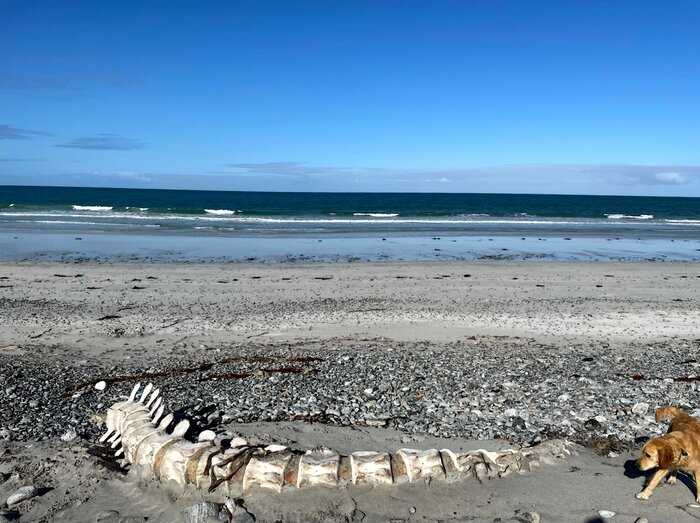 На пляже нашли огромный скелет длиною 11 м, и охотники за лох-несским чудовищем уже знают, чей он