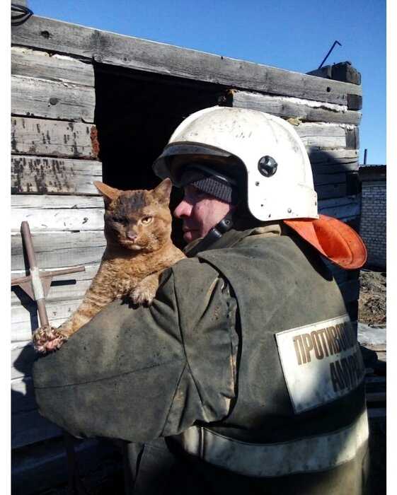 В Приамурье пожарные спасли кота, и эпичное выражение его мордочки может претендовать на «Оскар»