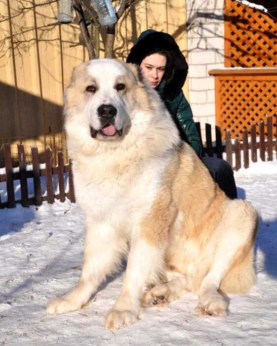 Рейтинг из 10 пород собак, которые оказались самыми популярными в России в 2020 году
