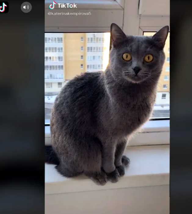Женщина купила лысого котенка — и ее ждал сюрприз: вот каким он стал через год