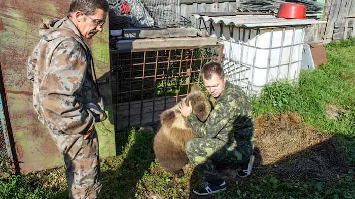 Что стало с медвежонком Мансуром, найденным 5 лет назад на аэродроме и выкормленным лётчиками из бутылочки