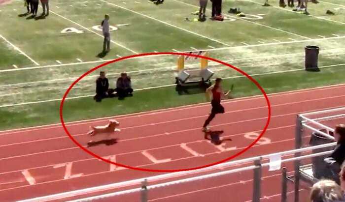 Весёлая собака вырвалась на дорожку и победила в эстафете, став круче Усэйна Болта — видео