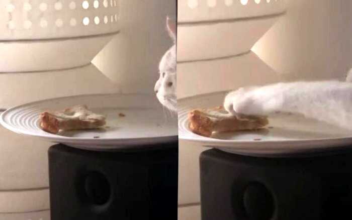 Кошка хотела незаметно стащить бутерброд, прячась за монитором, но «похищение века» попало на видео