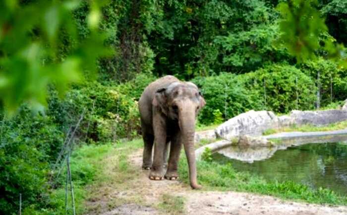 Слониха подала в суд на зоопарк из-за неволи
