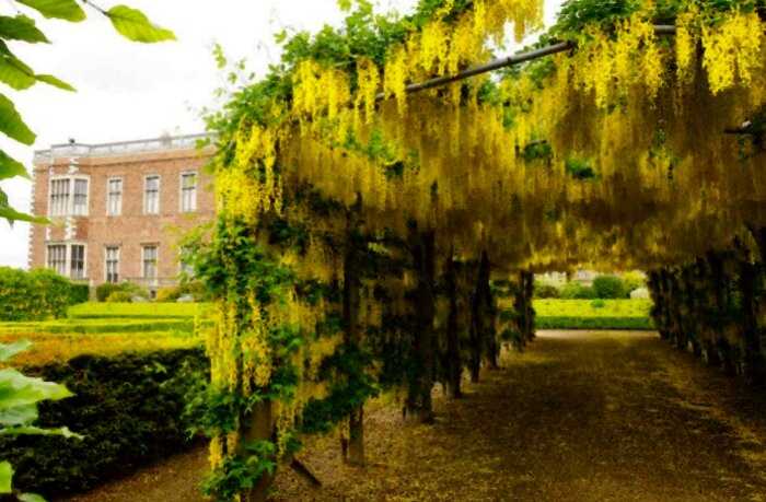 Самый ядовитый сад в мире: Почему старинная резиденция в Англии привлекает туристов