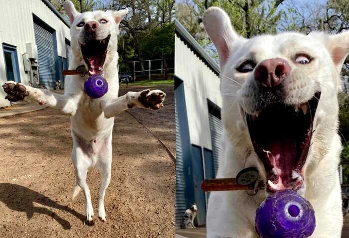 Пса сняли в тот самый момент, когда он увидел брошенный мячик, и его радостная морда насмешит любого