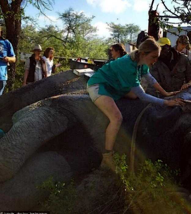Австралийский Айболит делает протезы для слонов