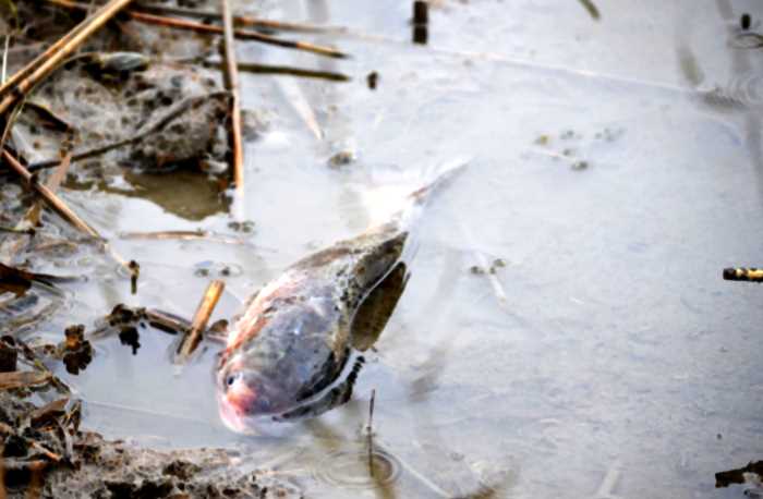 Почему рыбы могут задохнуться даже в воде? Что такое замор?