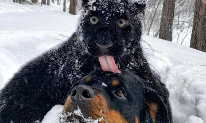 Сибиряки взяли домой пантеру и воспитывают ее как домашнего кота
