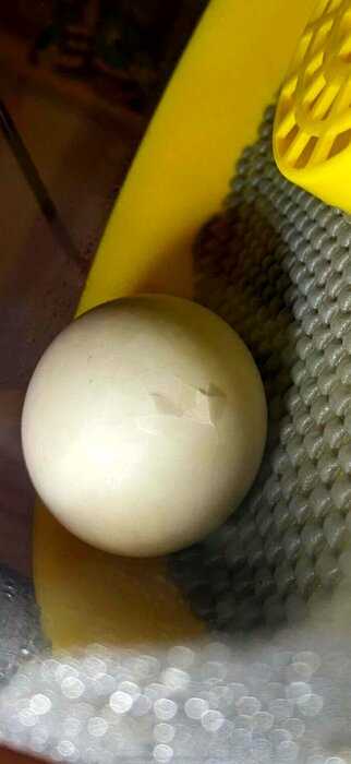 Девушка вырастила утенка из яйца, которое она купила в супермаркете, и теперь он живёт вместе с ней