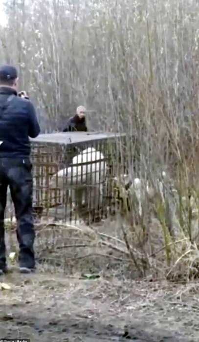 В Якутии наконец поймали белого медведя, который забрел в поселок