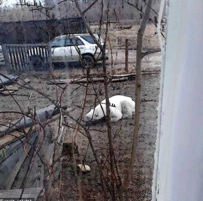 В Якутии наконец поймали белого медведя, который забрел в поселок