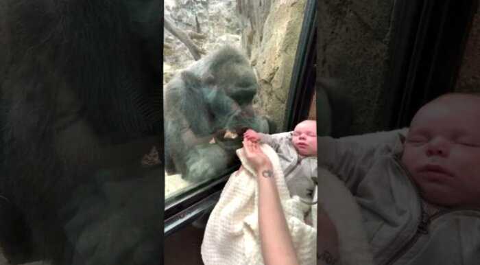 В зоопарке мама показала горилле своего малыша — и поразилась её реакции