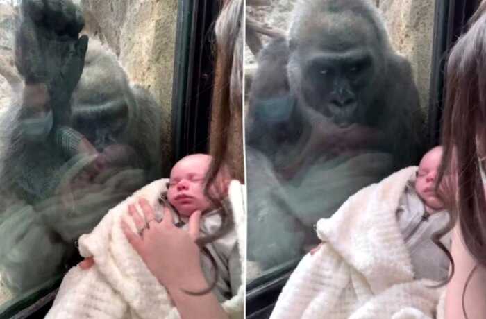 В зоопарке мама показала горилле своего малыша — и поразилась её реакции