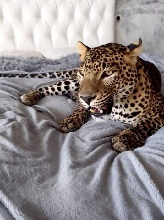 Парень забрал из зоопарка леопарда и теперь они живут в одной квартире