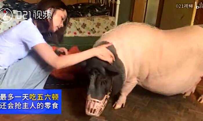 Китаянка думала, что купила мини-пига, но ей продали свинью, которая быстро выросла до 150 кило