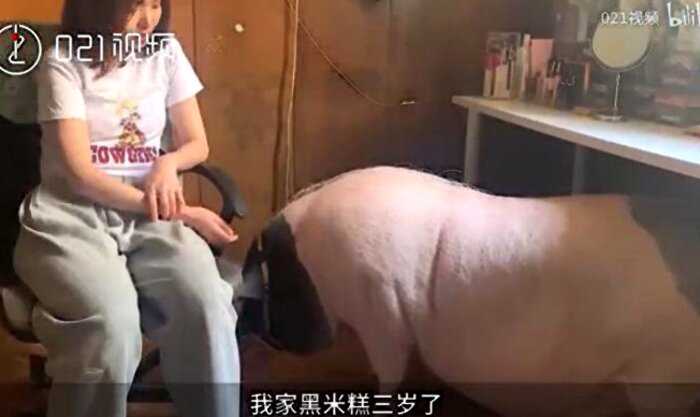 Китаянка думала, что купила мини-пига, но ей продали свинью, которая быстро выросла до 150 кило