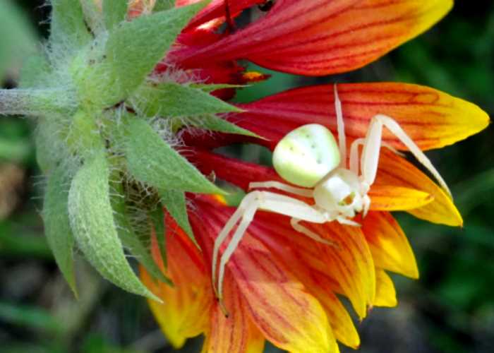 Мизумена косолапая: Цветочек с сюрпризом. Выпрыгивает из бутонов, жалит ядом и меняет цвет, как хамелеон