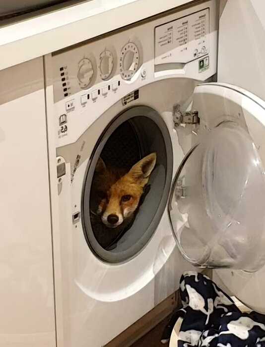 Девушка открыла стиральную машинку и увидела дикого гостя, ведь домашних животных у нее не было