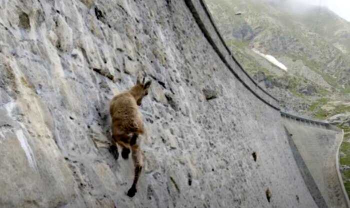 Горные козлы почти нарушили законы гравитации и поднимаются по отвесной стене на сотни метров