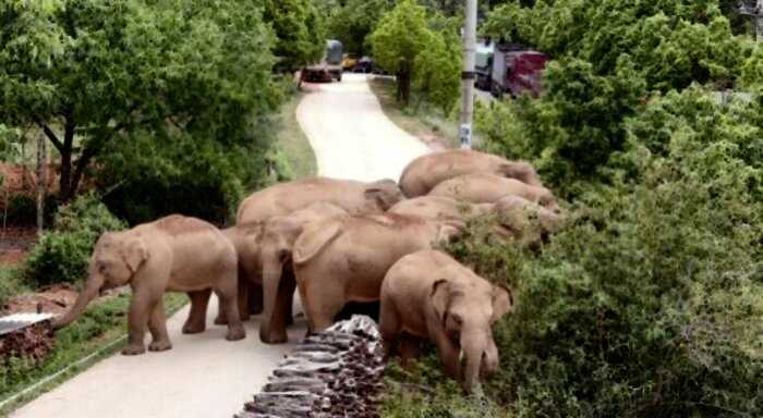 Слоны сбежали из заповедника и решили вздремнуть после своих странствий