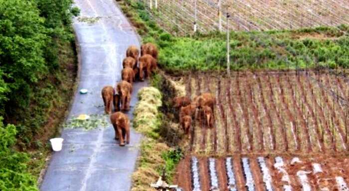 Слоны сбежали из заповедника и решили вздремнуть после своих странствий