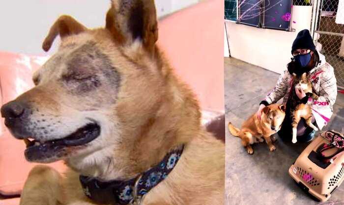 Бездомный пёс потерял зрение, но обрёл поводыря, дружба с которым обошла все законы природы