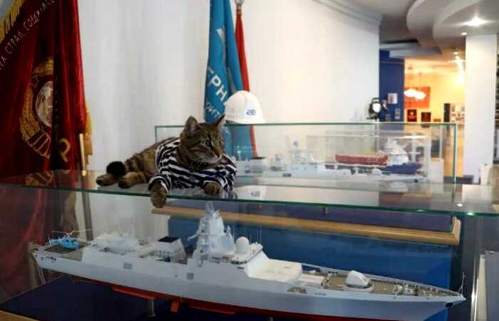 Кто победил во всероссийском конкурсе лучших служебных котов