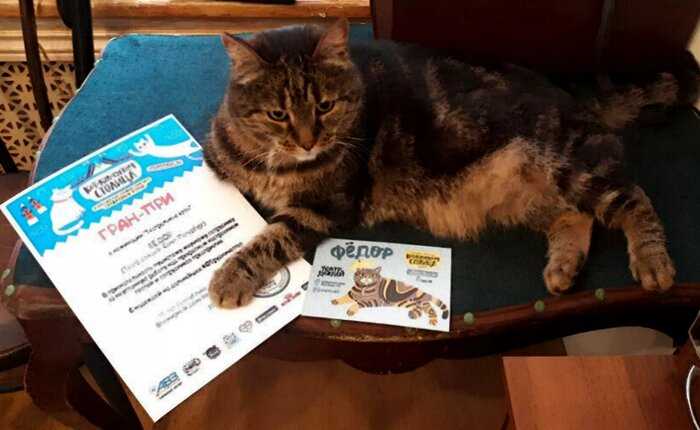 Кто победил во всероссийском конкурсе лучших служебных котов