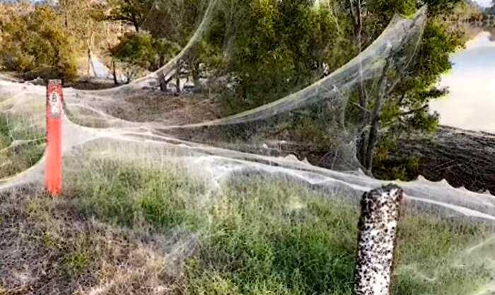 Спасаясь от поднимающейся воды, австралийские пауки сплели из паутины гигантский город на деревьях