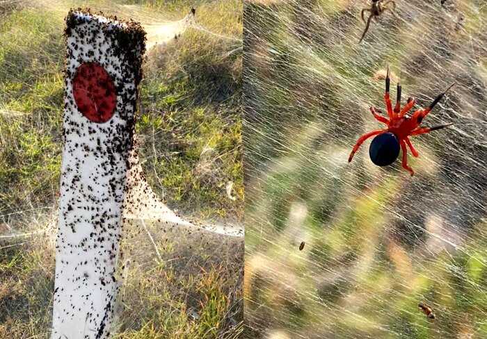 В Австралии пауки устроили апокалипсис, и вот 7 наглядных причин, почему туда не стоит ехать летом