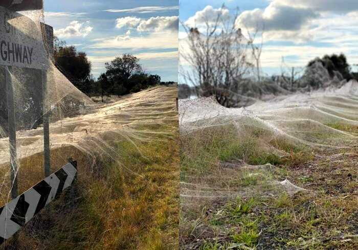 В Австралии пауки устроили апокалипсис, и вот 7 наглядных причин, почему туда не стоит ехать летом