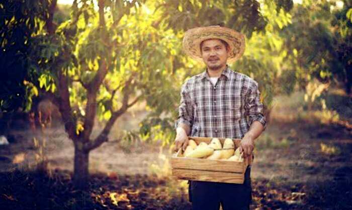 Фермер за бесценок купил растение и случайно вырастил самое редкое манго. Плоды он решил не продавать
