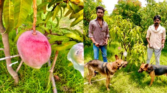 Фермер за бесценок купил растение и случайно вырастил самое редкое манго. Плоды он решил не продавать