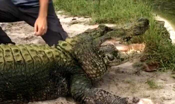 Работники зоопарка показали самого ленивого крокодила в мире: не охотится и обижается на гостей