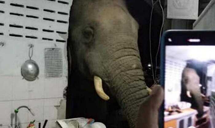 В Таиланде слон почувствовал запах еды и вошел в дом через стену