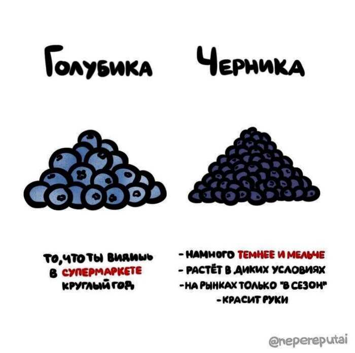 Чем отличается стоматолог от дантиста и другие простые понятия и вещи, разницы между которыми многие не видят