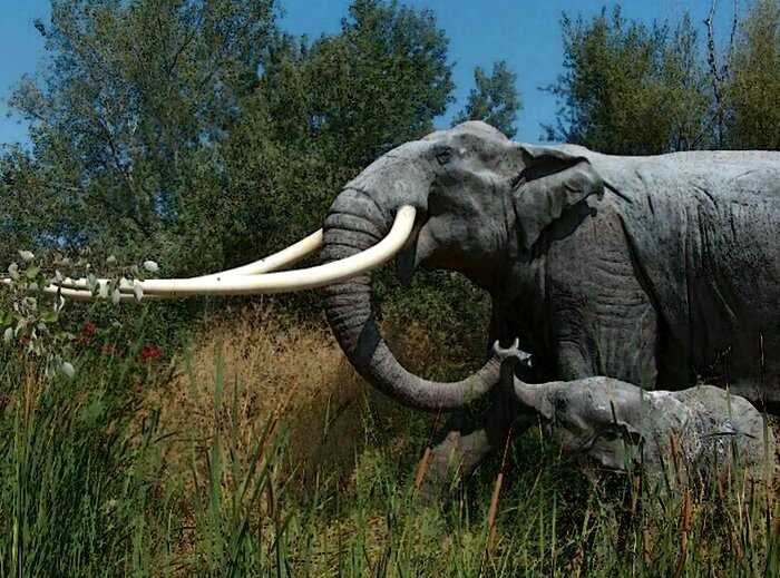 Теряли по 200 кг: ученые рассказали, как быстро слоны Сицилии стали карликами