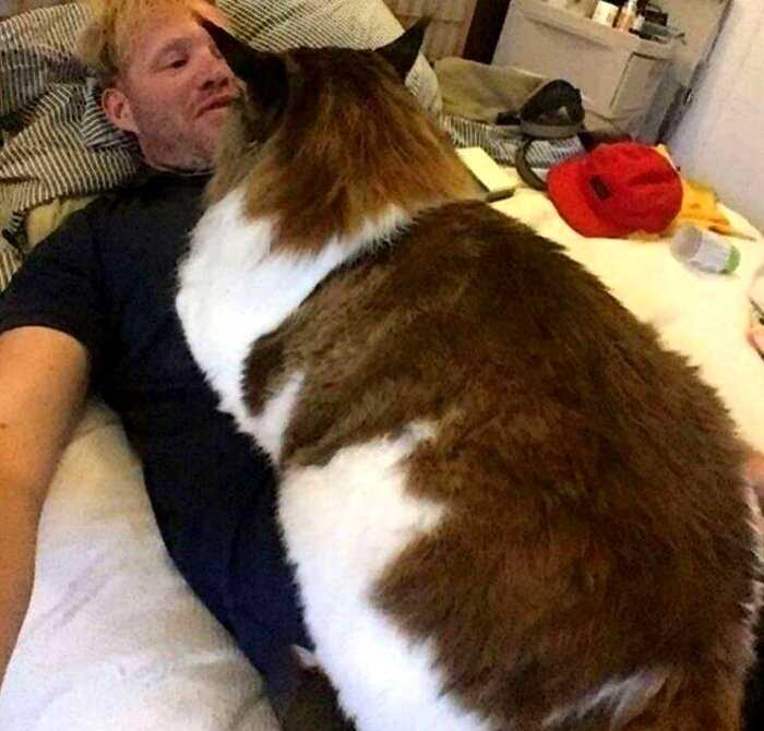 5 самых больших котов в мире